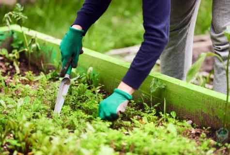 How to get rid of weeds on kitchen garden or giving