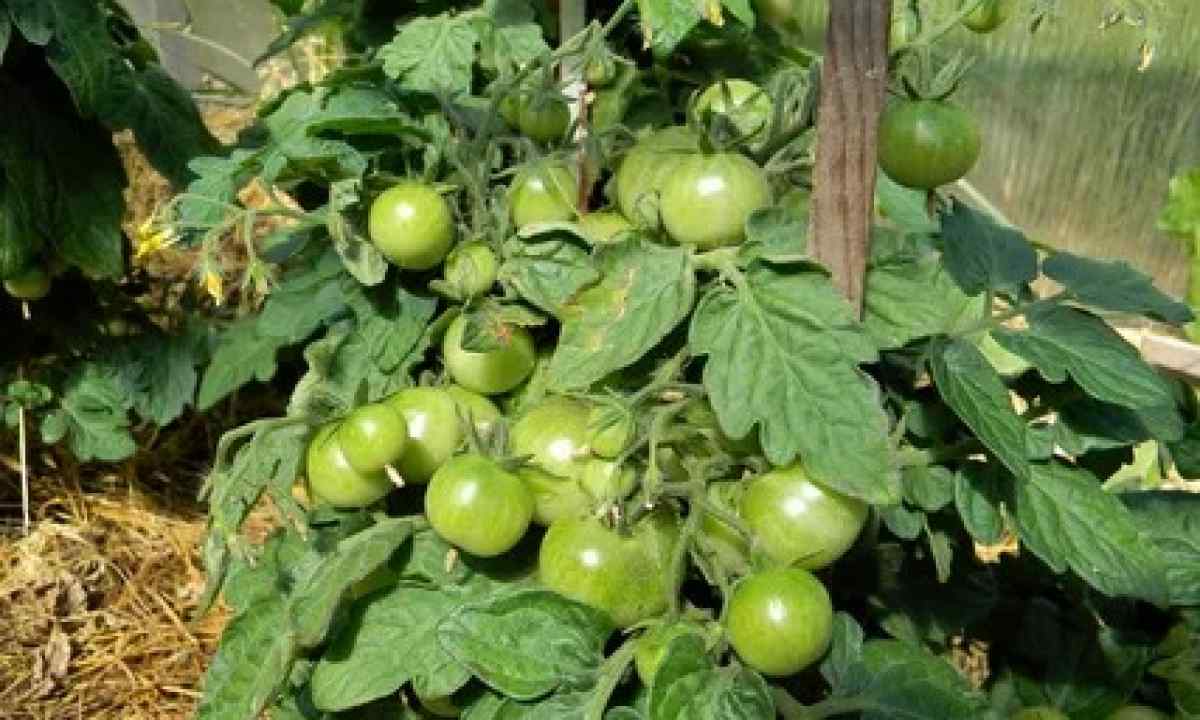 Why tomatoes do not redden in the greenhouse