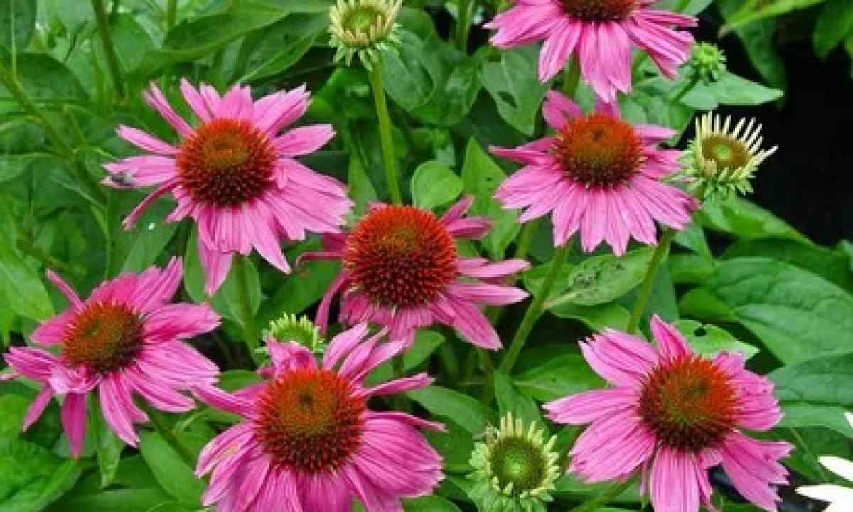 How to replace perennial plants