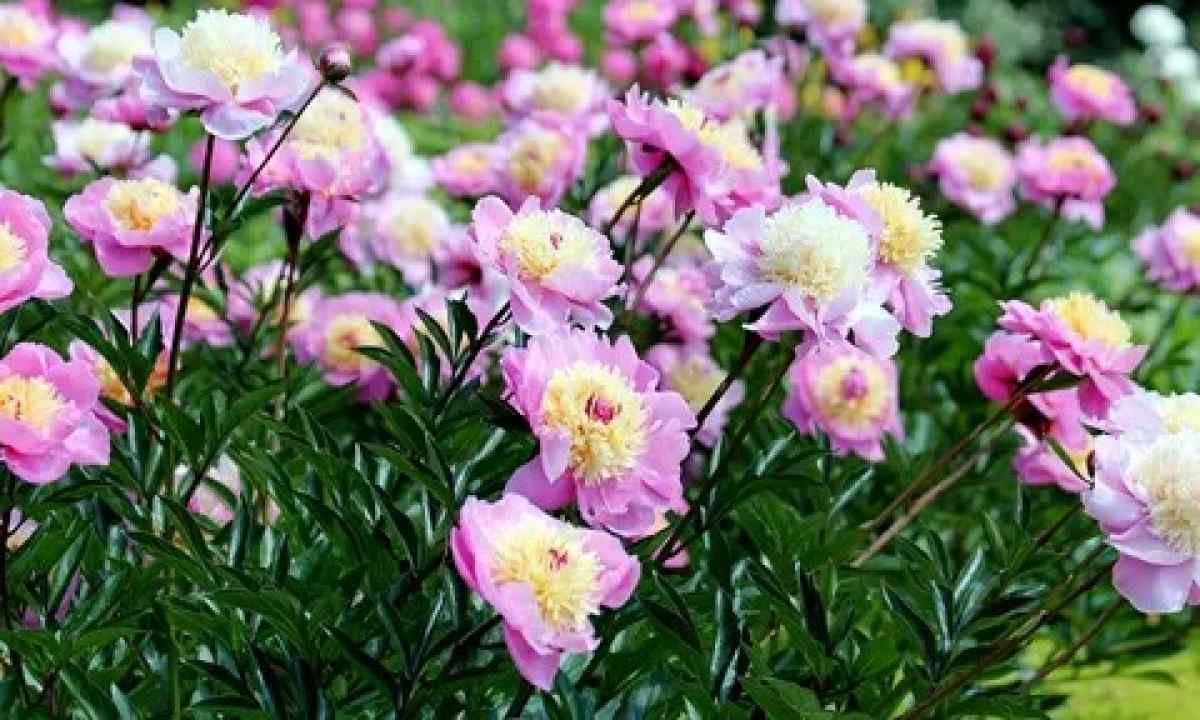 Care for peonies