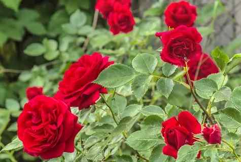How to grow up standard rose