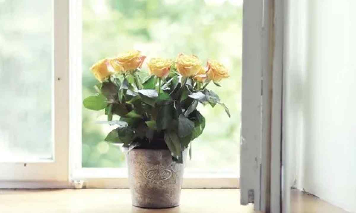 As it is correct to plant rose at window