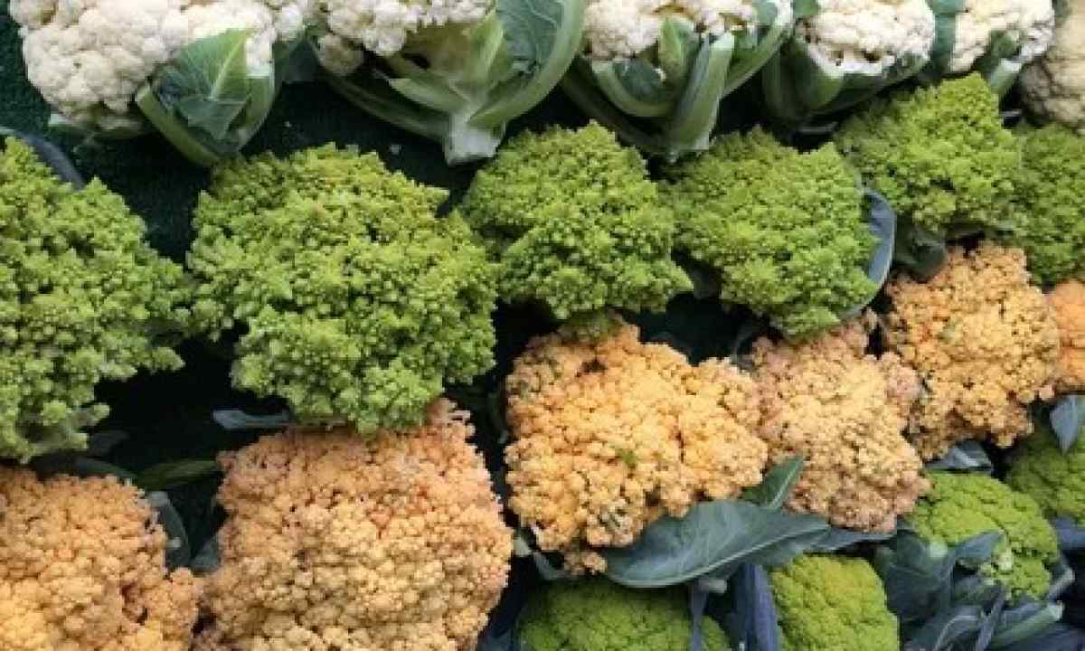 How to grow up cauliflower