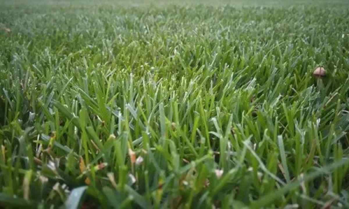 Polevitsa pobegonosny - lawn grass for lazy
