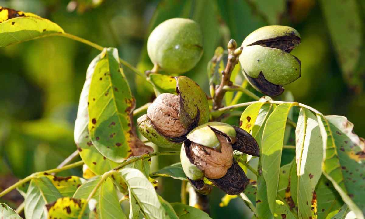 How to grow up walnut