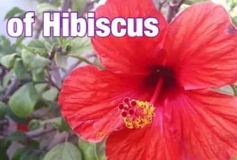 How to look after room hibiscus