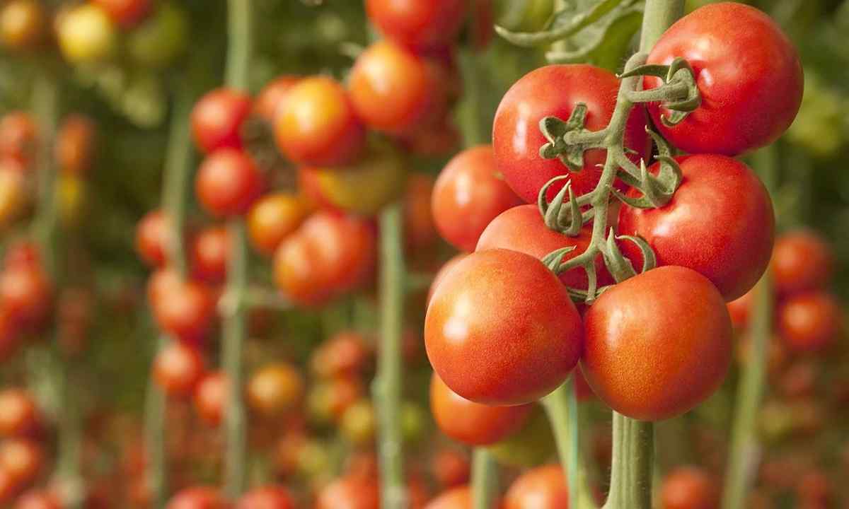 Why tomatoes blacken