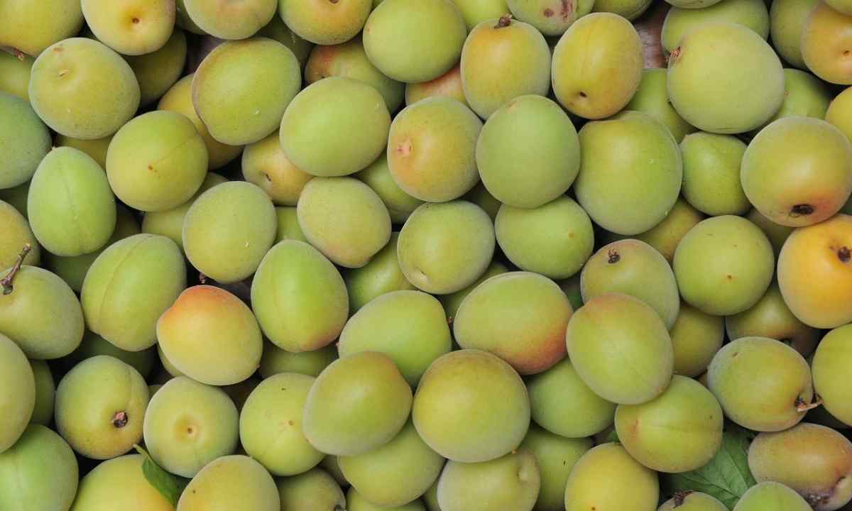 Why plum dumps green fruits