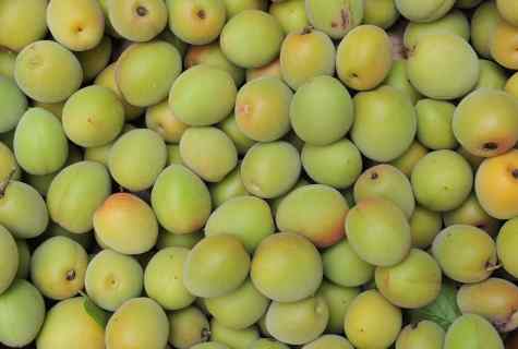 Why plum dumps green fruits