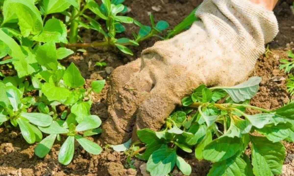 Methods of fight against steady weeds