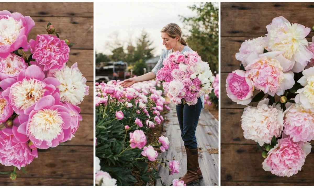 When it is better to replace peonies, in the spring or in the fall