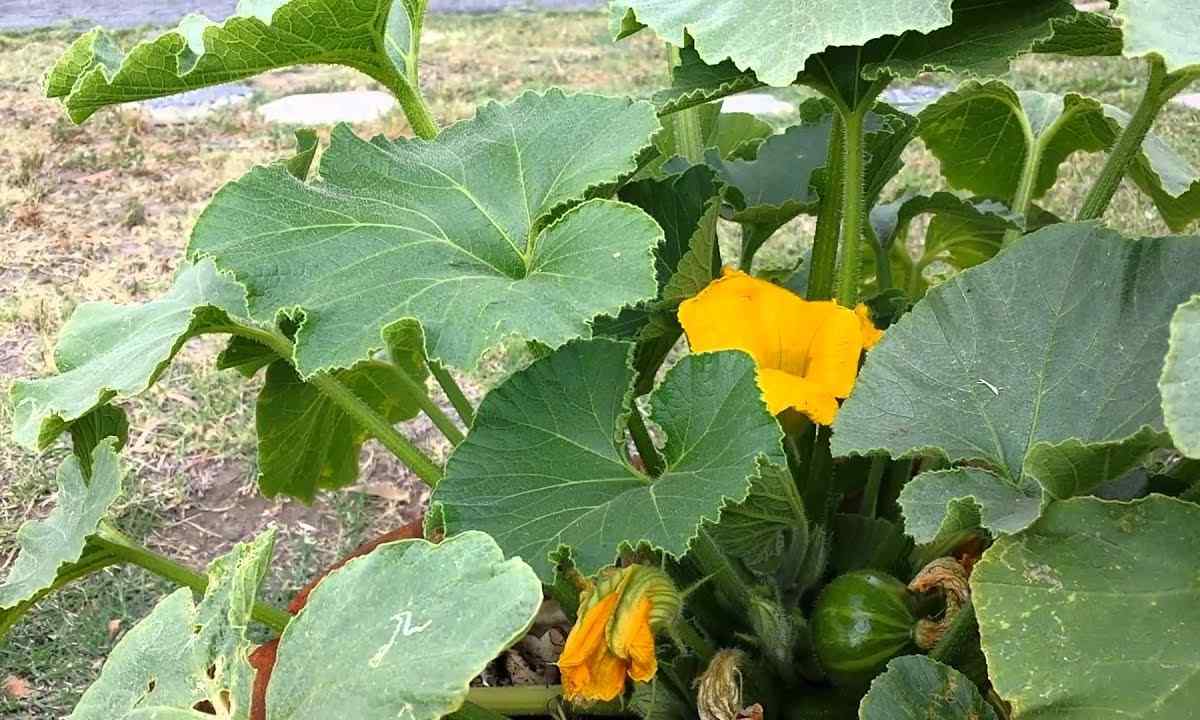 How to plant squash