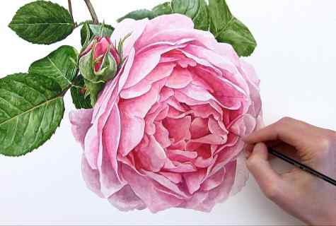 How to impart roses