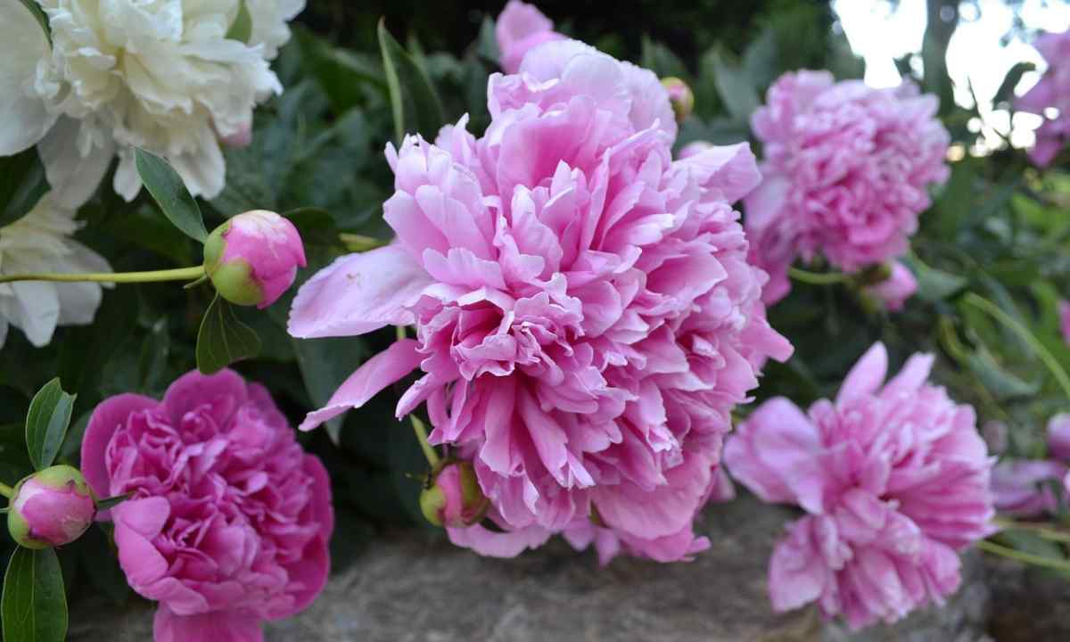 Spring care for peonies