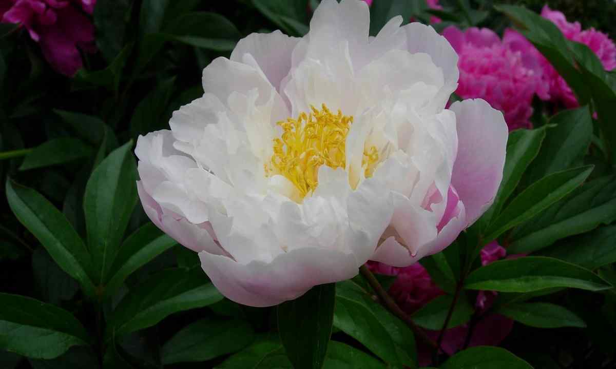 How to replace peony
