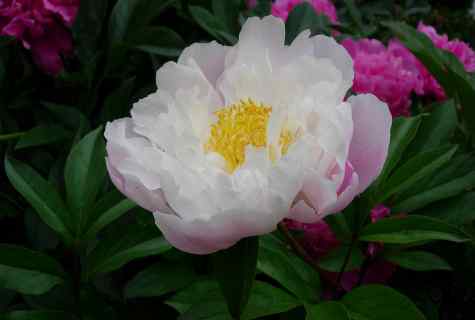 How to replace peony