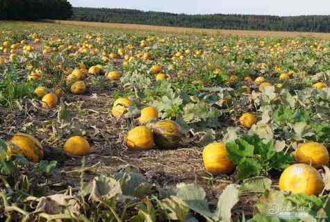 Cultivation of pumpkin in the open ground