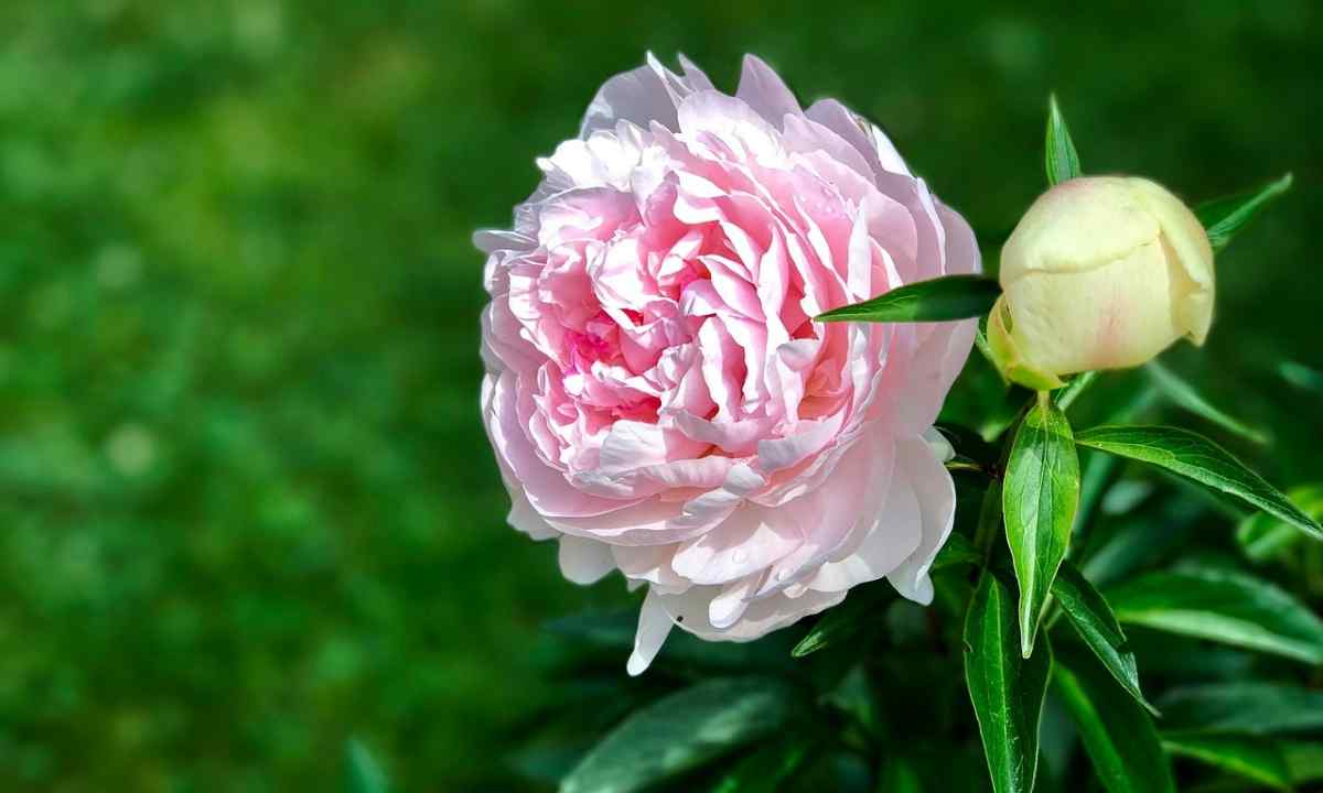 Why peonies do not blossom