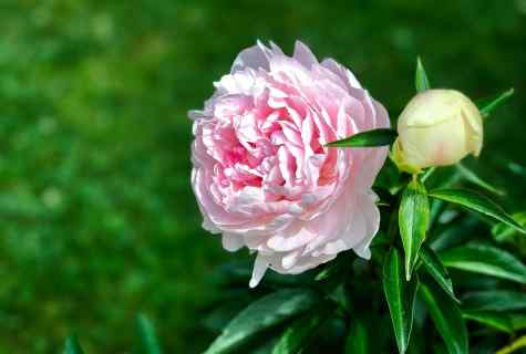 Why peonies do not blossom