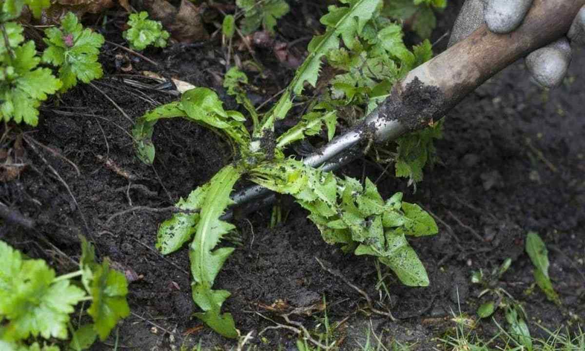 How effectively to fight against weeds