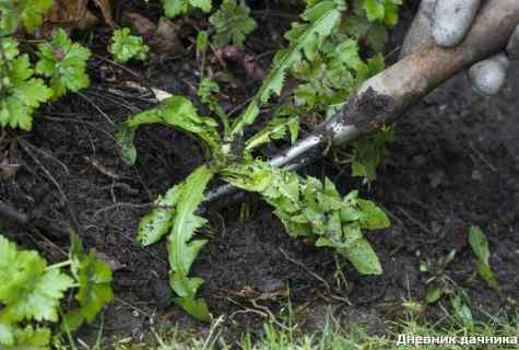 How effectively to fight against weeds