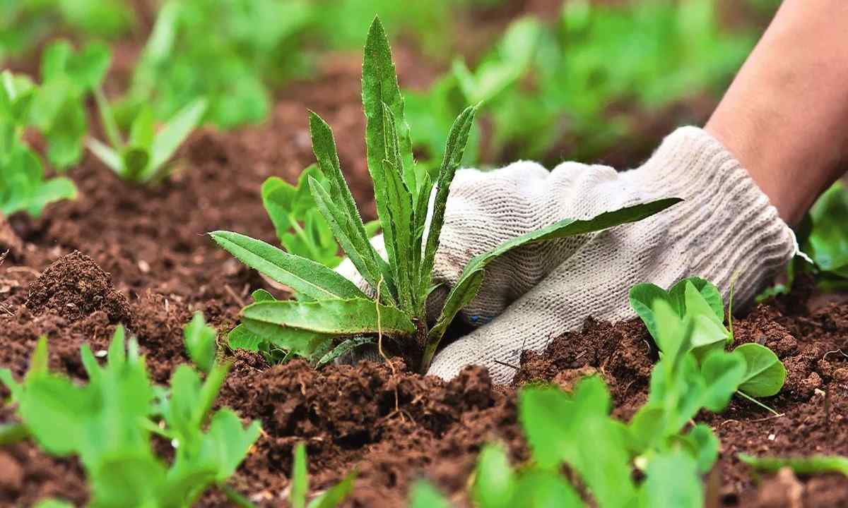 How to fight against weeds in garden and kitchen garden