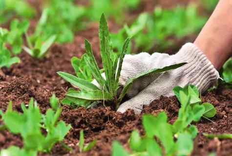 How to fight against weeds in garden and kitchen garden