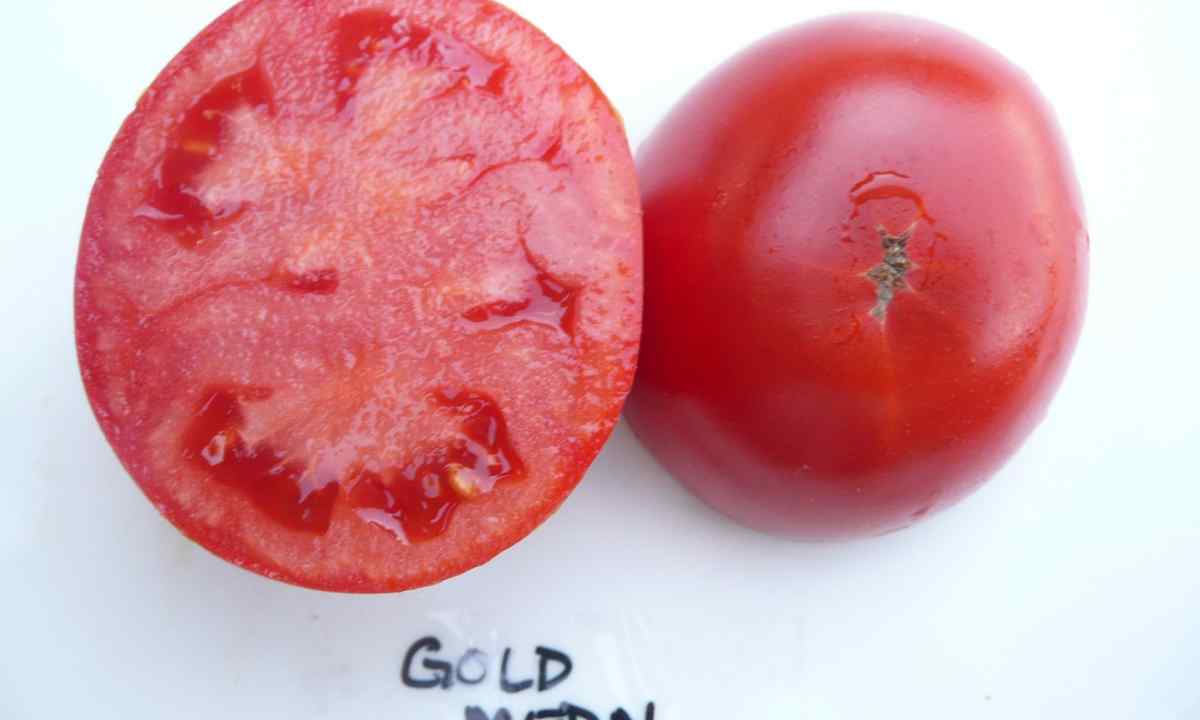 Who is guilty of twisting of leaves of tomatoes?