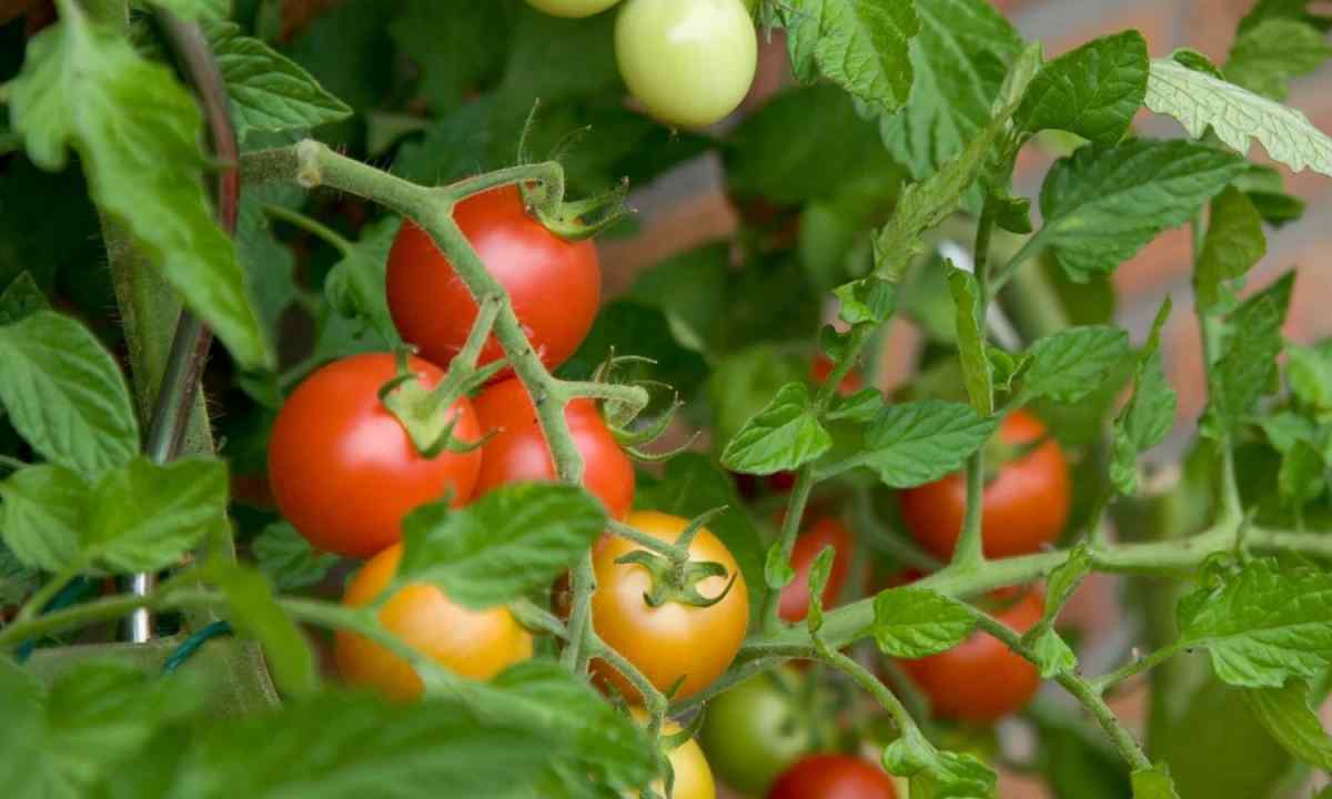 How to treat topmost decay of tomatoes