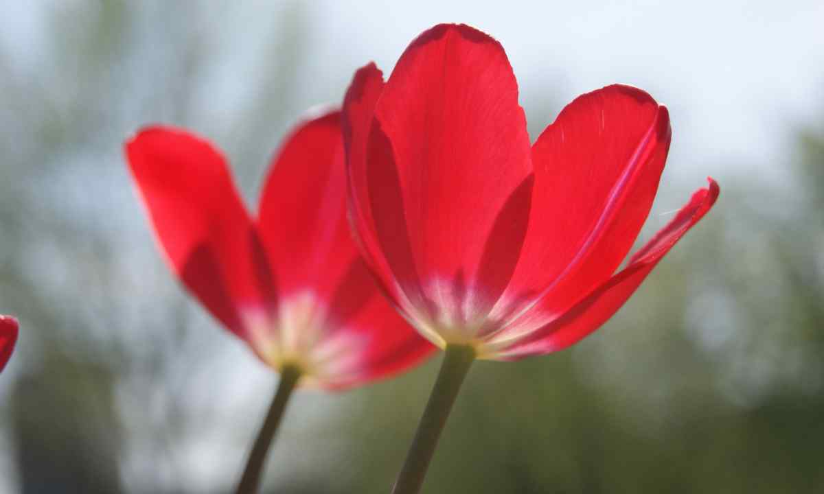 How to plant tulips that they magnificently and long blossomed