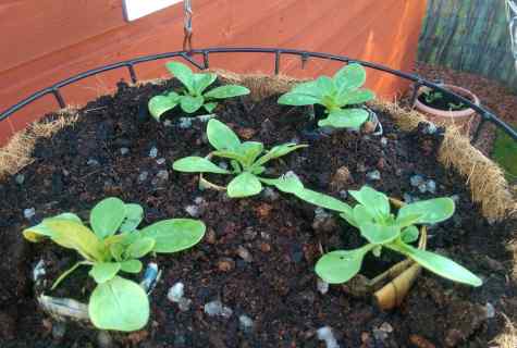 How to grow up petunia from seeds