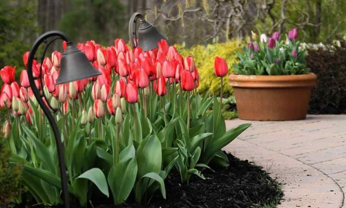 How to keep bulbs of tulips till spring