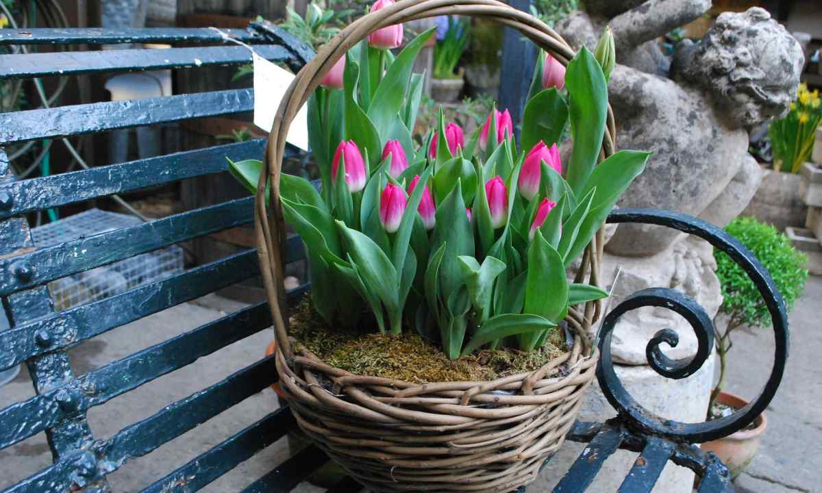 When to plant tulips by March 8 in house conditions