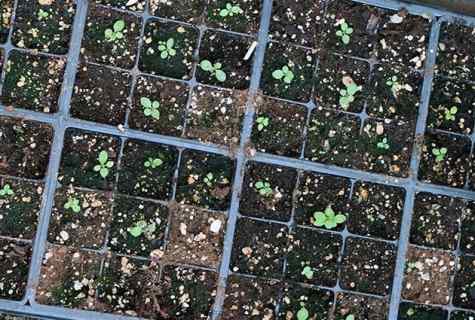How to water petunia seedling