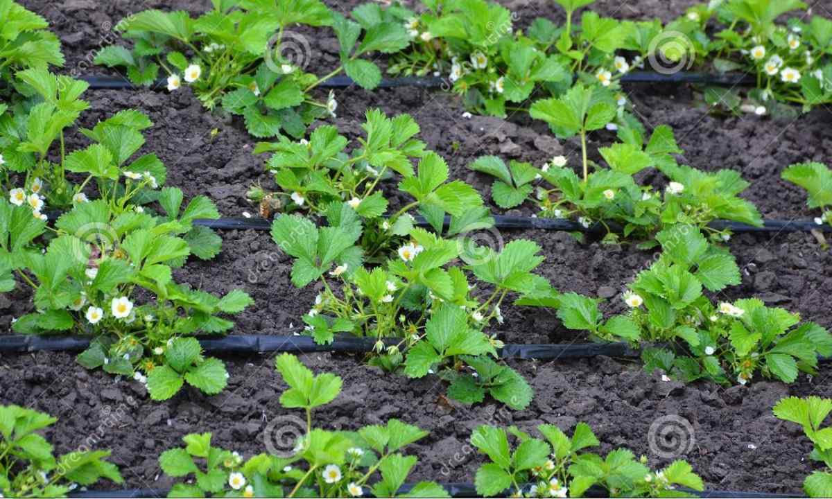 What to do with mustache when garden strawberry blossoms