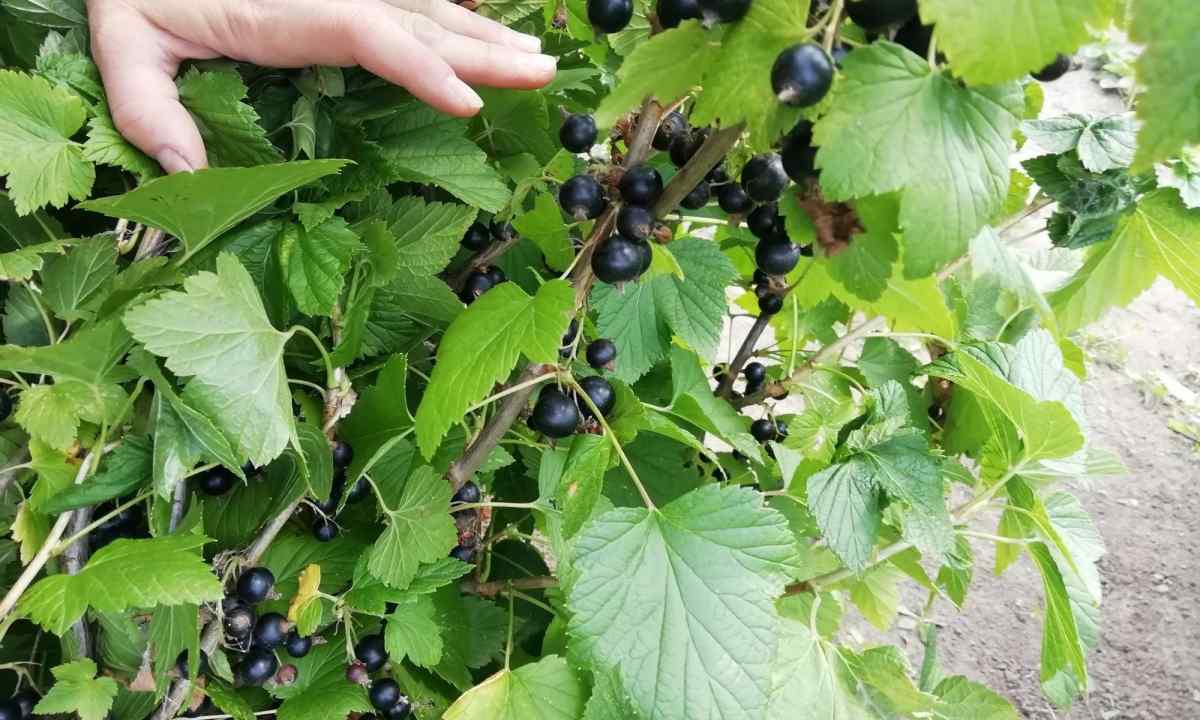How to replace currant bush