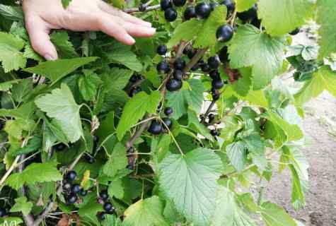 How to replace currant bush