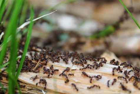How to get rid of ants in garden and kitchen garden