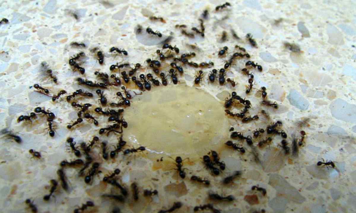 How to remove ants from the site