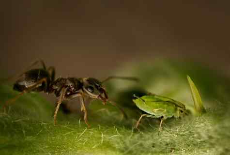 How to fight against garden ants