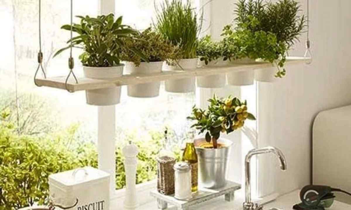 What flowers to plant in kitchen garden