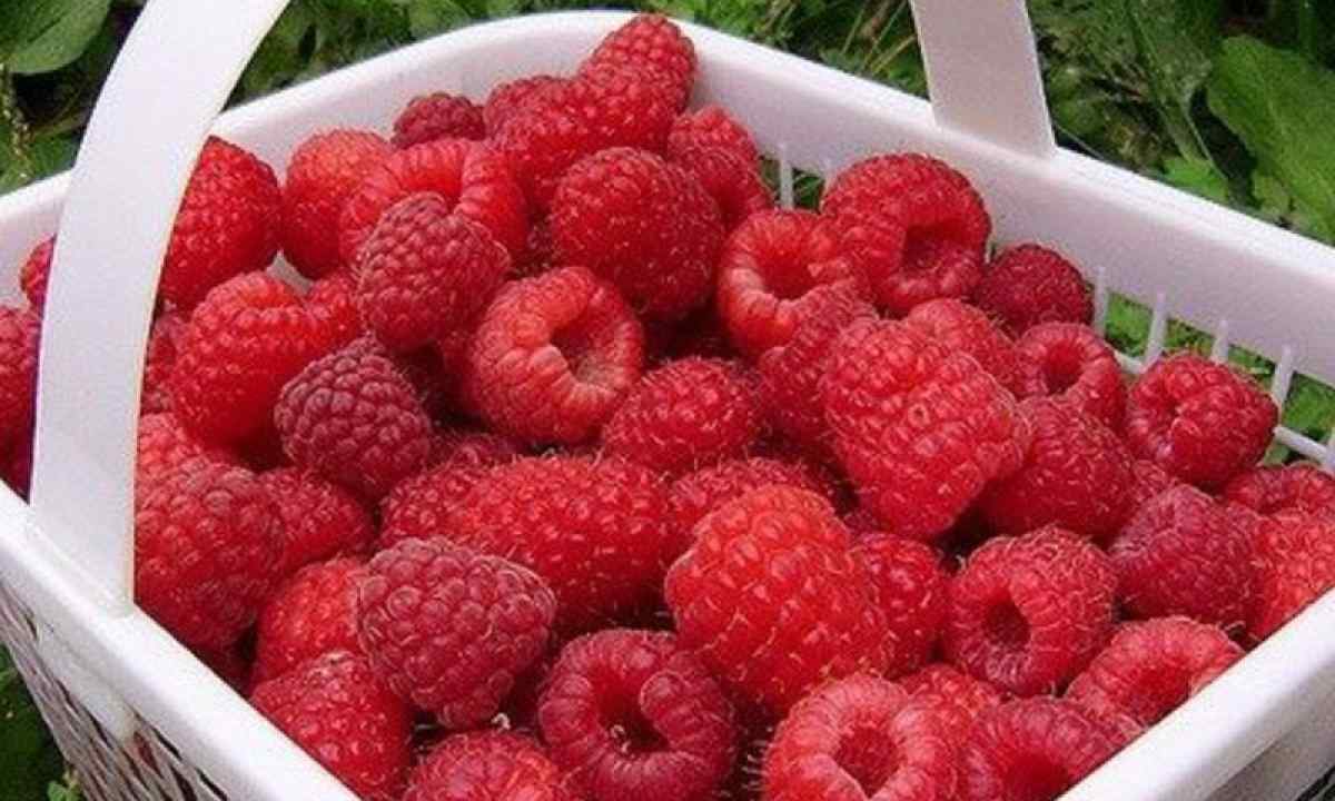 Raspberry: secrets of good harvest