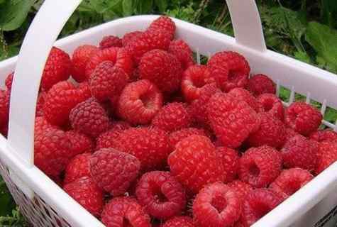 Raspberry: secrets of good harvest