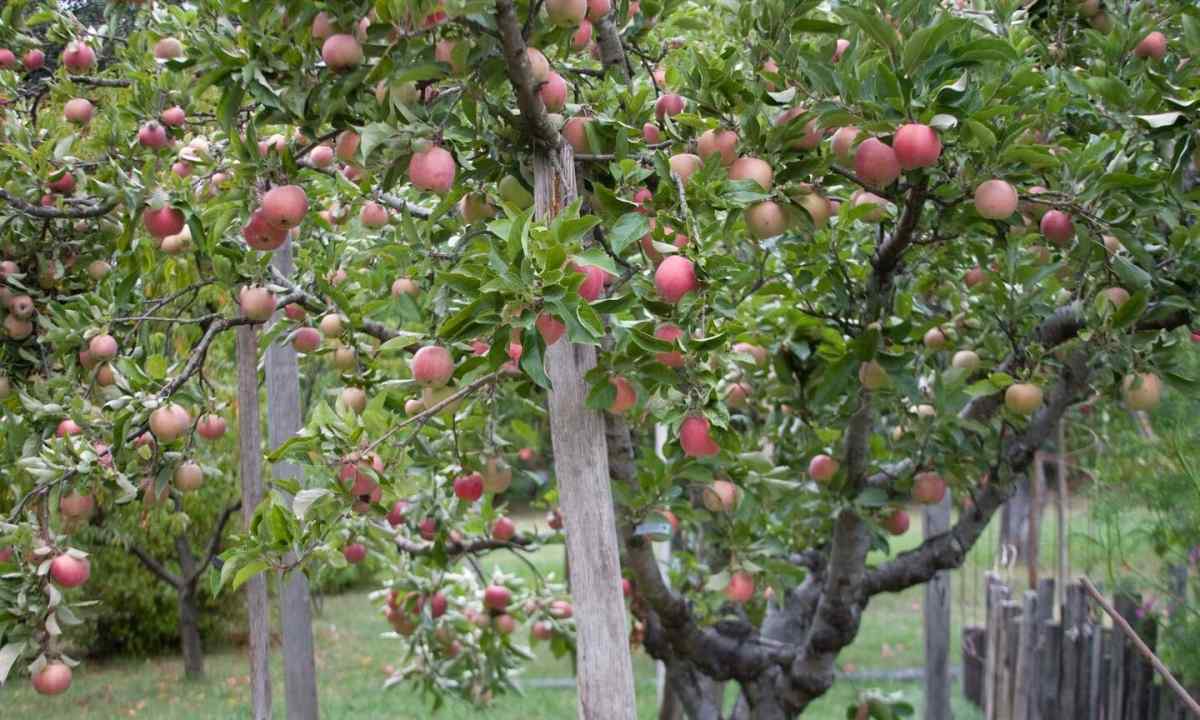 How to plant apple-tree