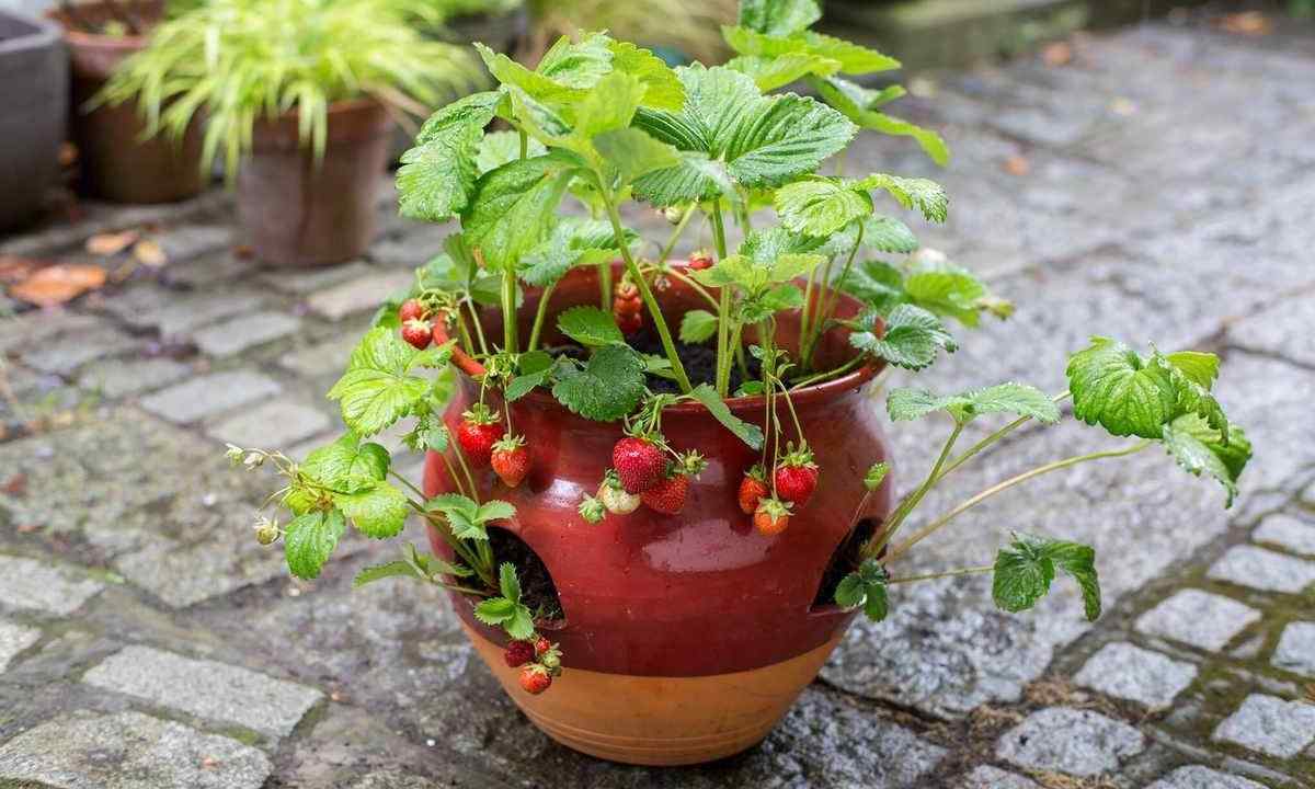 How to make multiple copies garden wild strawberry
