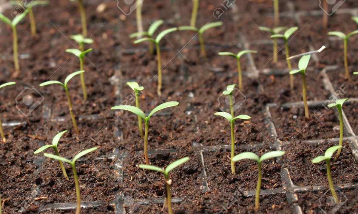 How and when to sow petunia on seedling