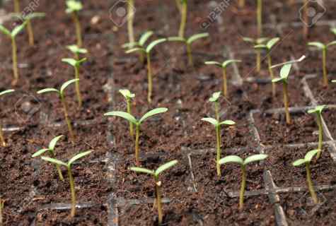 How and when to sow petunia on seedling
