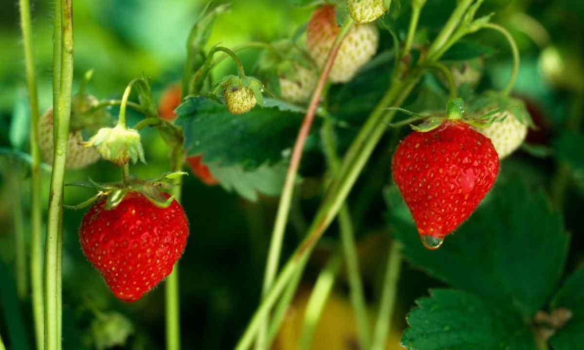 When and how to plant strawberry