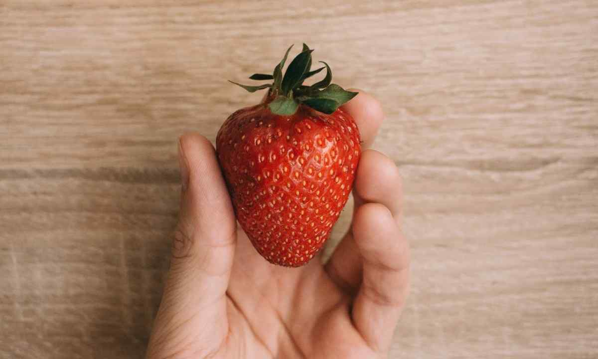 Why strawberry does not blossom: reasons