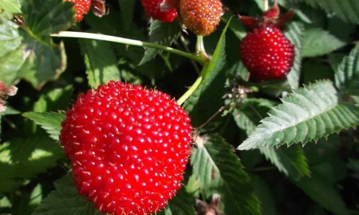 Tibetan raspberry: description, leaving, reproduction
